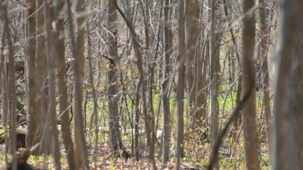 Racoon Berjalan Tanpa Khawatir Pada Hari Musim Semi Hutan Segar — Stok Video