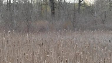 Bataklıklarda uçan kırmızı kanatlı karatavukların hızlı takip görüntüleri.