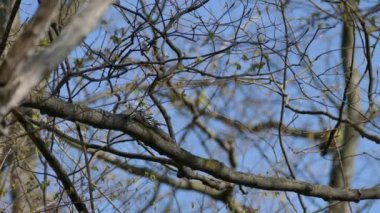 Siyah beyaz bülbül gibi şakıyan minik kuş bahar göçü sırasında hızla zıplıyor.