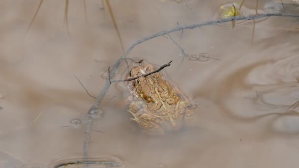 两只不同角度的青蛙在水不流的池塘里交配 — 图库视频影像