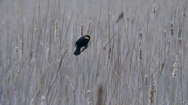 Merle Évidence Tandis Autre Déplace Dans Fond Flou — Video