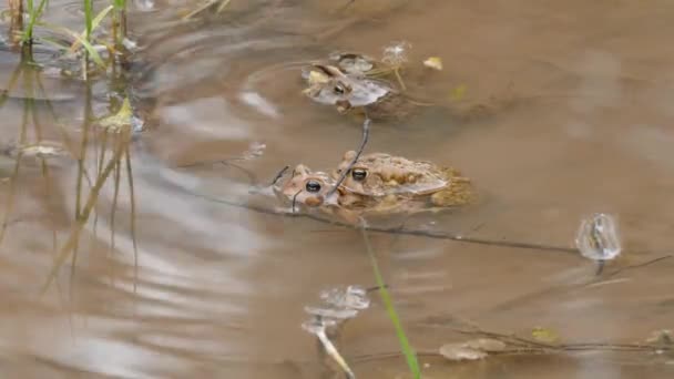 Macro Shot Two Frogs Mating While Remaining Immobilised Pond — Stock Video