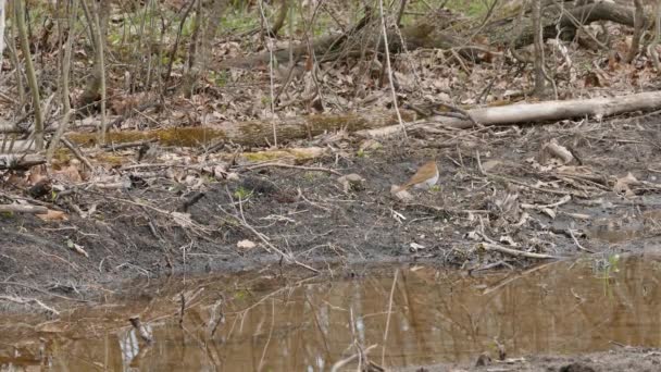 Grive comme un oiseau marchant et s'arrêtant sur le sol des terres marécageuses au printemps 