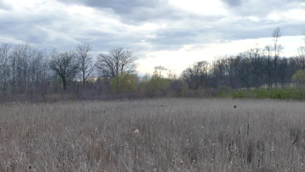Marshland Nap Végén Észak Amerikában Feketerigók Repül Marhahús — Stock videók