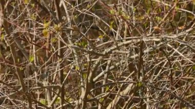 Güzel kestane kestanesi kenarlı ötleğen kuşu, sarı ve kahverengi çarpıcı renkleri var.