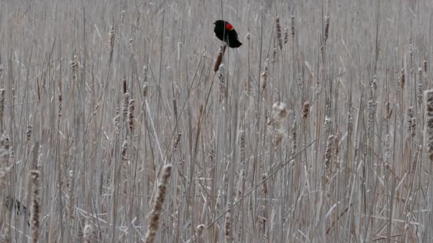 Blackbird Сидів Верхівці Котячого Хвоста Розмахуючи Під Своєю Вагою Канаді — стокове відео