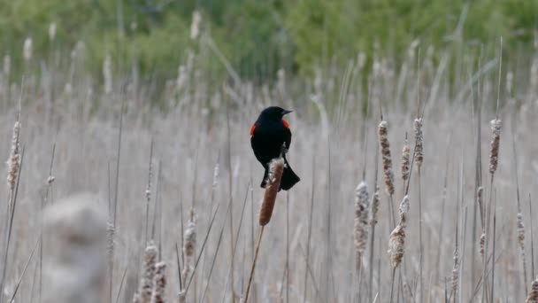 Perfect Shot Red Winged Blackbird Standing Cattail While Pecking — Stock Video