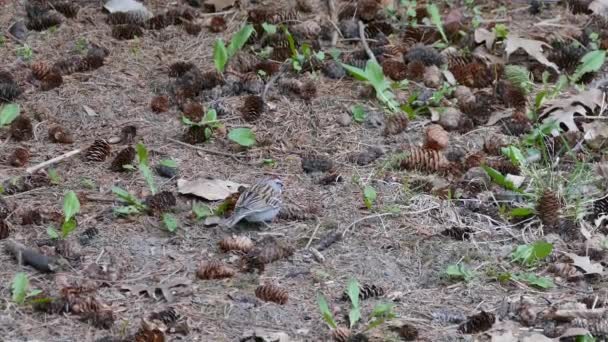 Oiseau Déplaçant Sur Sol Sec Printemps Avec Nombreux Cônes Pin — Video