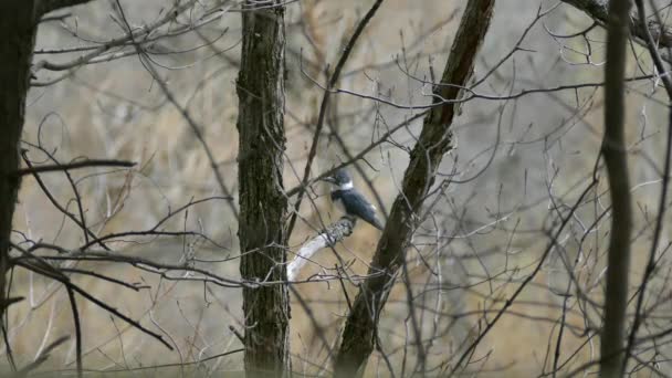 Belted Kingfisher Empoleirado Canadá Durante Dia Primavera Nublado Com Luz — Vídeo de Stock