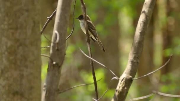 Pewee Type Bird Beautiful Natural Setting Wavy Light Reflection Water — Stock Video