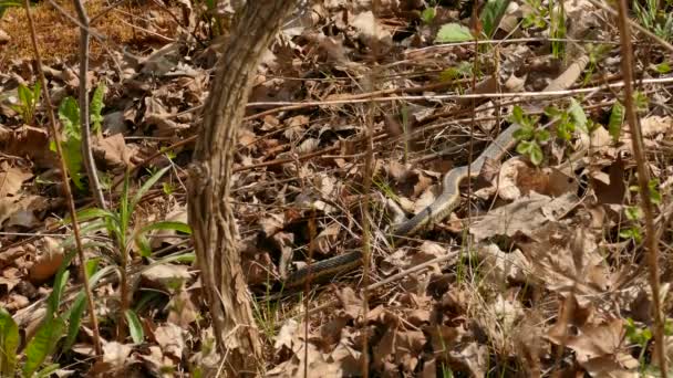 Schlangenleib Bewegt Sich Langsam Voran Während Kopf Bereits Boden Begraben — Stockvideo