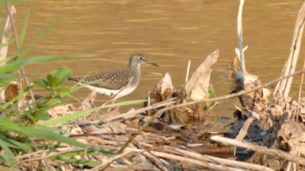 Shorebird Vises Ramme Flodbredden Med Tørrede Blade Efter Foråret Smelte – Stock-video