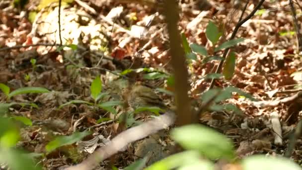 Grive des bois type d'oiseau marchant sur le sol forestier le long du tronc d'arbre mort 