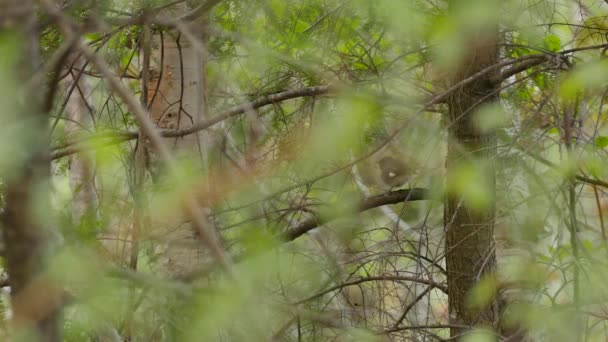 Mescolare Foresta Canadese Con Pini Foglie Ospita Parula Con Blu — Video Stock