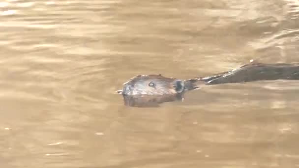 Castor Nadando Rio Canadense Anoitecer Natureza — Vídeo de Stock