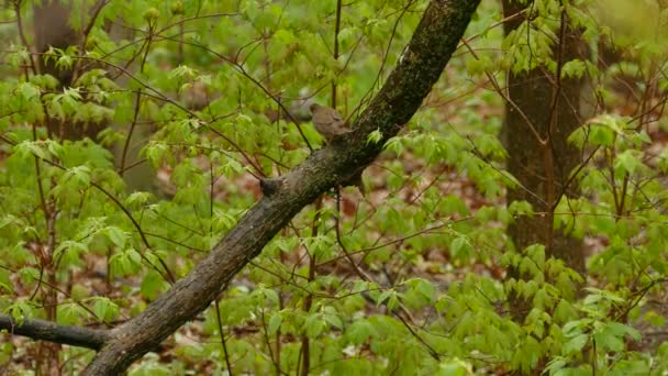 Les feuilles des jeunes arbres ont des gouttelettes d'eau et des oiseaux debout sur la branche 