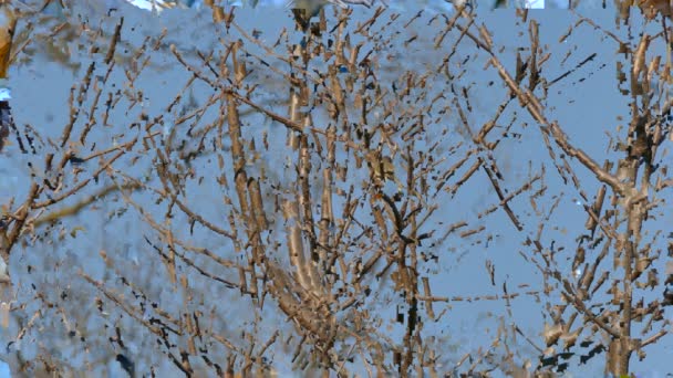 Tracking Shot Diminuto Pájaro Vireo Moviéndose Rápido Ramas Árboles Primavera — Vídeos de Stock