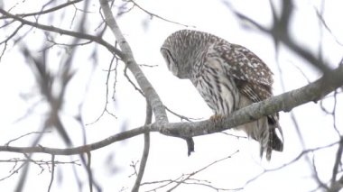 Parmaklıklı Baykuş, bir ağacın tepesine tünemiş olası avlara yakından bakıyor.