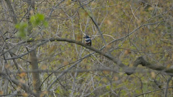 Belted Kingfisher Perched Branch Hatching Woodlands Spring — ストック動画