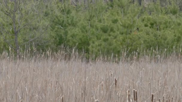 Tracking Sequence Red Winged Blackbirds Flight Spring — Stock Video