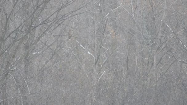 One Minute Shot Camouflaged Owl Seen Distance Blending Trees — Stock Video