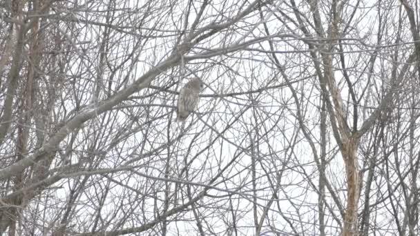 禁止猫头鹰在冬天飞出树枝飞向地面 — 图库视频影像