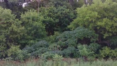 Ormana doğru ilerleyen kameranın yavaş ve sabit hareketi