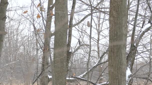Średnie Ujęcie Zakazanej Sowy Odlatującej Gałęzi Lesie Podczas Pierwszego Śniegu — Wideo stockowe