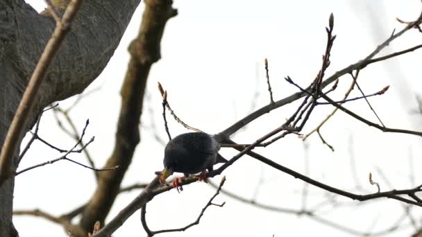 Pájaro Estornino Posado Rama Mientras Sostiene Presas Larvas Pico — Vídeo de stock