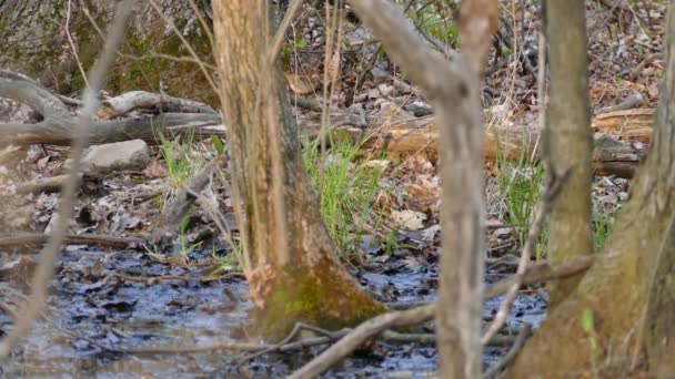 Les zones humides abritent des oiseaux qui se nourrissent et déplacent les feuilles mortes au printemps 