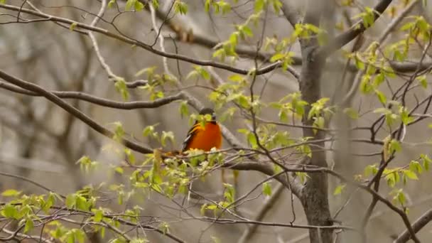 Oriole Baltimore Debout Sur Arbre Dans Vent Modéré Printemps Canada — Video