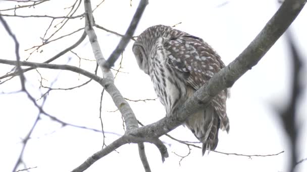 Minuts Bild Barred Owl Stående Vintervinden Lyfter Upp Sina Fjädrar — Stockvideo