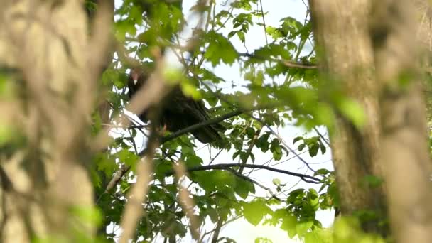 Grande Preto Assustador Pássaro Peru Abutre Empoleirado Ramo Floresta Ocupada — Vídeo de Stock