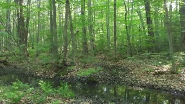 Hladká Procházka Straně Lesa Pomalým Potokem Vody — Stock video
