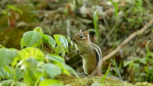 Krásný Malý Chipmunk Stojící Dvou Nohách Zatímco Rozhlíží Před Odjezdem — Stock video