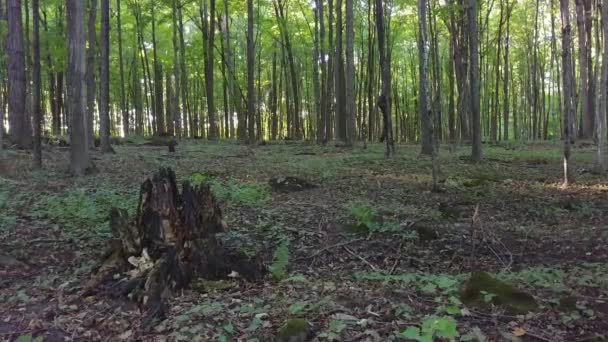 Ruinas Del Tronco Del Árbol Suelo Del Bosque Filmadas Con — Vídeos de Stock