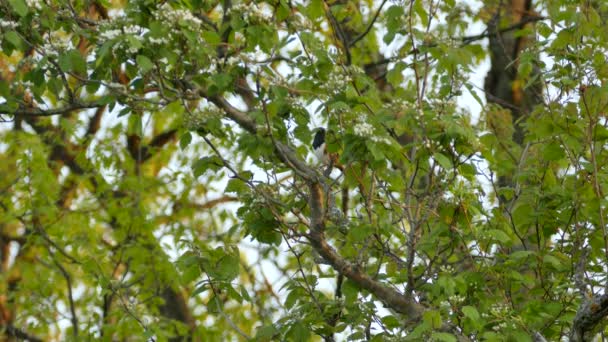 Towhee Pássaro Vocalizando Enquanto Esconde Atrás Folhas Árvore Durante Primavera — Vídeo de Stock