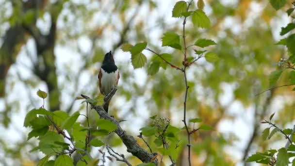 Eastern Towhee Singing Its Heart Out Blurry Leafy Background Wild — Stock Video