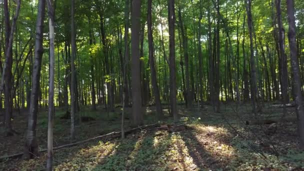 Mouvement Lent Vers Lumière Soleil Qui Brille Travers Les Feuilles — Video