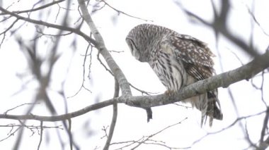 Çubuklu Baykuş 'un kışın başıyla hareket ettiği dar ve orta ölçekli bir çekim.