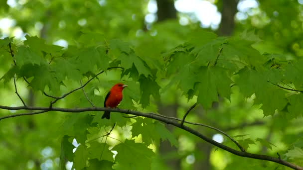 Hermoso Pájaro Tánger Escarlata Rojo Brillante Árbol Arce Bosque Caroliniano — Vídeo de stock