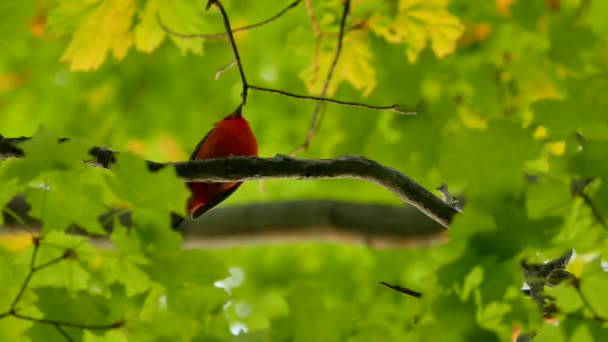 Twee Onder Shots Van Het Signeren Van Scharlaken Tanager Een — Stockvideo