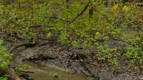 Глубокие Леса Канаде Водяным Ручьем Водятся Белка Птица — стоковое видео