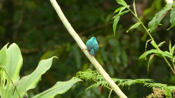 Striking Bird Green Honeycreeper Perched Oblique Branch Wild — Stock Video