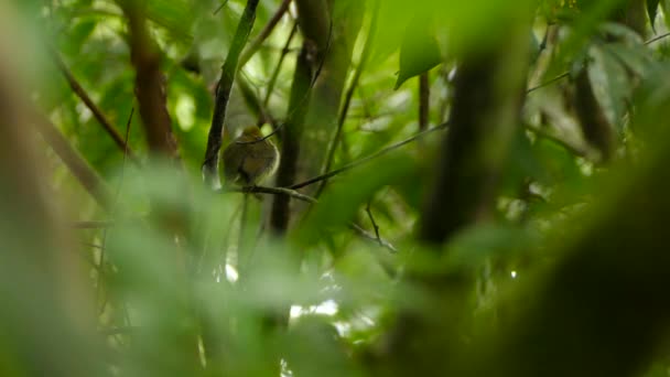 Kleine Schattige Mooie Ronde Vogel Draait Zich Terwijl Hij Rust — Stockvideo