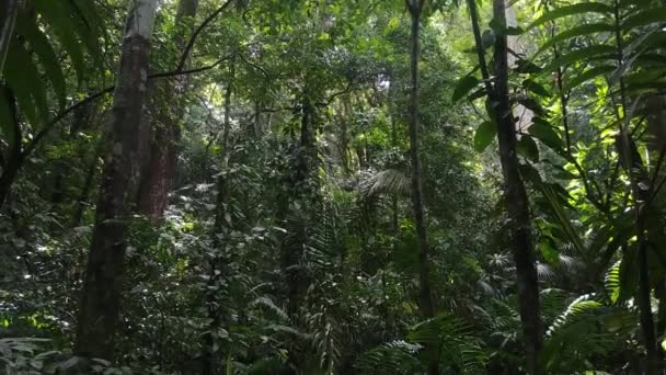Камера Наклоняется Вниз Снимая Высокие Деревья Джунглях Заканчивая Водяном Потоке — стоковое видео