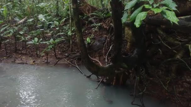 野生の熱帯植物とジャングルの中の静かな川に降る光の雨 — ストック動画
