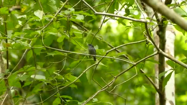 bel oiseau sur fond naturel 