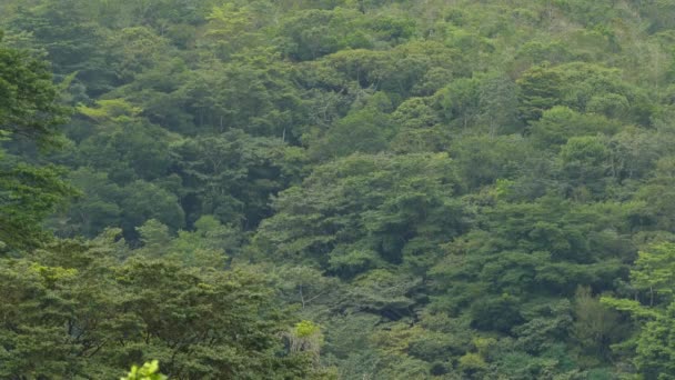 Повноекранний Вигляд Пишних Тропічних Джунглів Великою Чорною Вульгарністю Летить Колу — стокове відео
