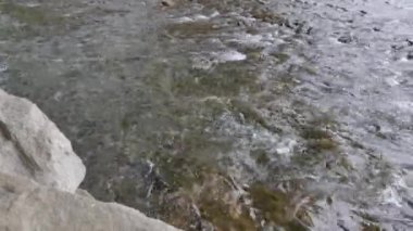 Akıntıya karşı yüzen somon balıkları kayalık nehir kıyısında görülür.